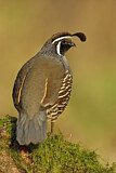 Image. California Quail