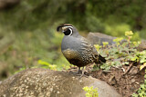 Image. California Quail