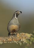 Image. California Quail