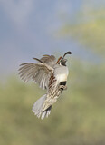 Image. California Quail