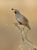 Image. California Quail