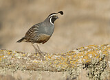 Image. California Quail