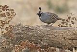 Image. California Quail