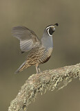 Image. California Quail