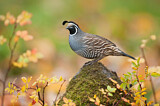 Image. California Quail