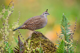 Image. California Quail
