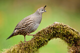 Image. California Quail
