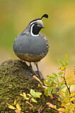 Image. California Quail