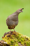 Image. California Quail