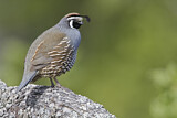 Image. California Quail