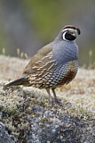 Image. California Quail