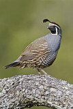 Image. California Quail