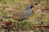 Image. California Quail