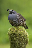 Image. California Quail