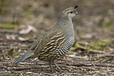 Image. California Quail