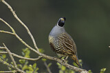 Image. California Quail