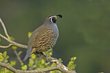 Image. California Quail