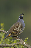 Image. California Quail