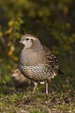 Image. California Quail
