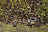 Image. California Quail