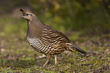 Image. California Quail