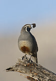 Image. California Quail