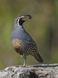 Image. California Quail