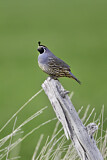 Image. California Quail