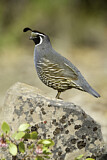 Image. California Quail