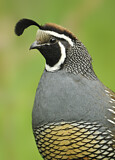 Image. California Quail