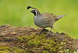 Image. California Quail