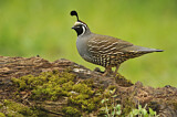Image. California Quail