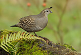Image. California Quail