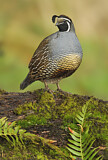 Image. California Quail