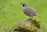 Image. California Quail