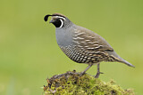Image. California Quail