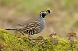 Image. California Quail