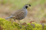 Image. California Quail