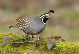 Image. California Quail