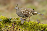Image. California Quail
