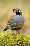 Image. California Quail