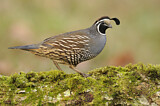 Image. California Quail