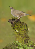 Image. California Quail