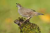 Image. California Quail