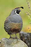 Image. California Quail