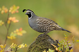 Image. California Quail