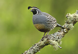 Image. California Quail