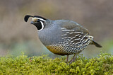 Image. California Quail
