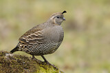 Image. California Quail