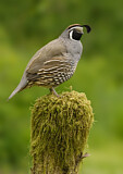 Image. California Quail